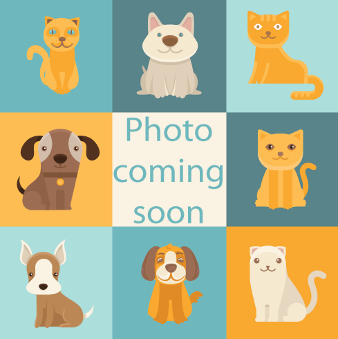 [No name] #33410: Cat